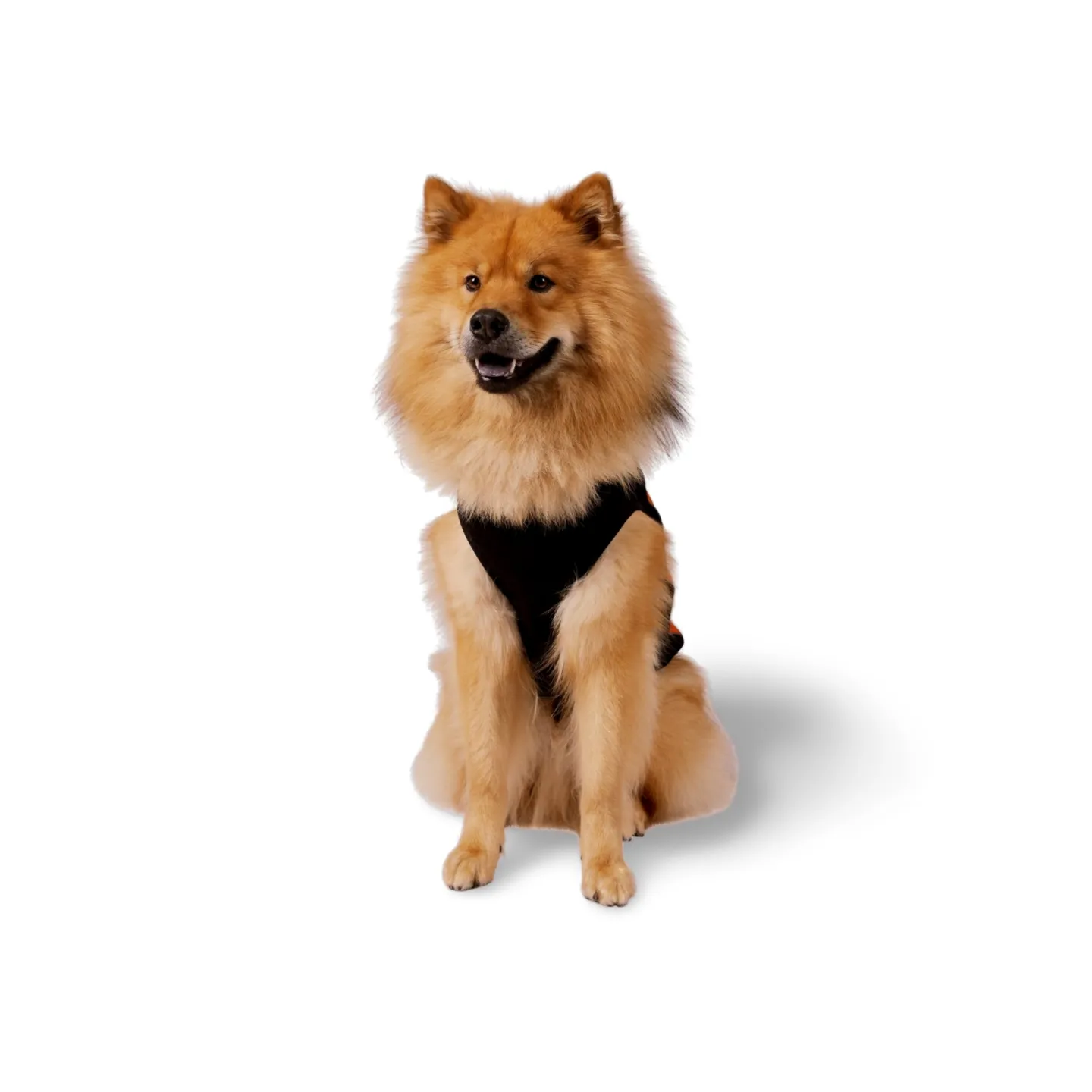 Trespaws Beedle Dog Padded Jacket