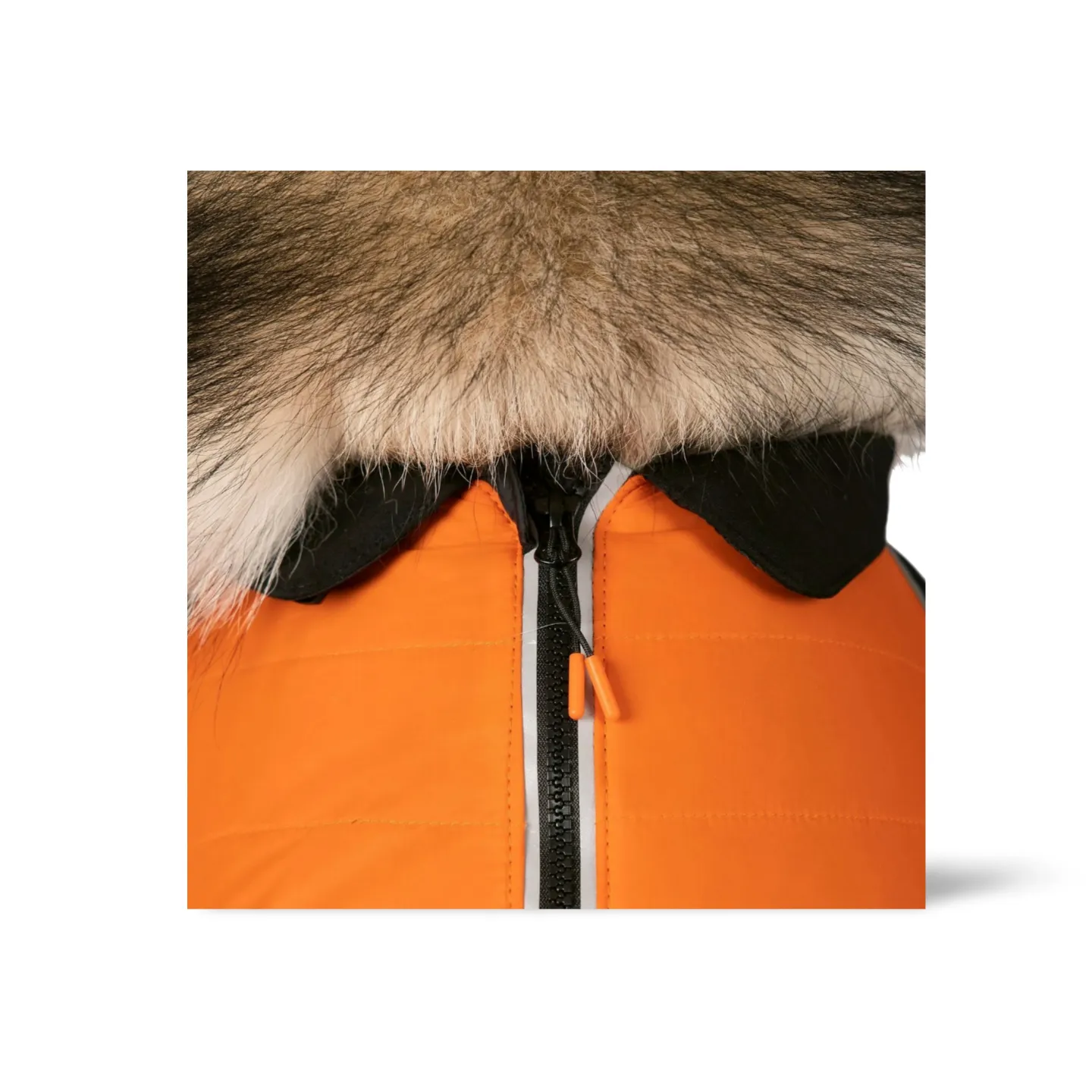 Trespaws Beedle Dog Padded Jacket